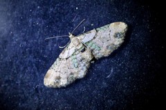 Chloroclystis sphragitis