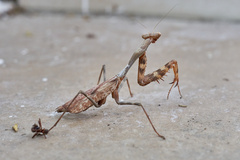 Stagmomantis montana