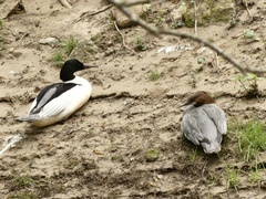Mergus merganser merganser