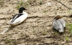 Mergus merganser merganser