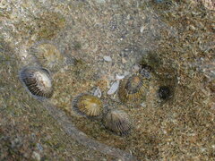 Siphonaria naufragum