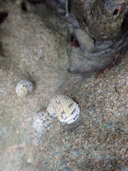 Nerita versicolor