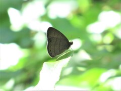 Hermeuptychia gisella