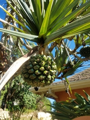 Pandanus utilis
