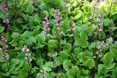 Pyrola asarifolia incarnata
