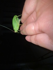 Pterophylla camellifolia