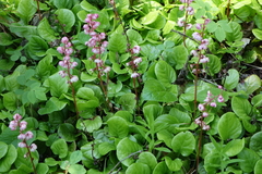 Pyrola asarifolia incarnata