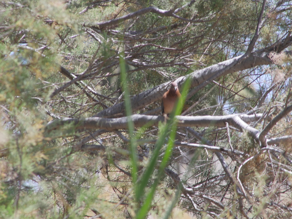 Laughing Dove