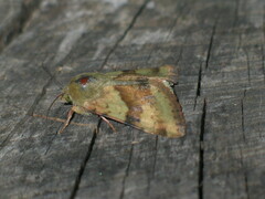 Heliothis adaucta