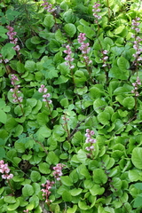 Pyrola asarifolia incarnata