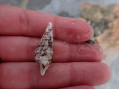 Cerithium