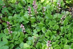 Pyrola asarifolia incarnata