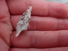 Cerithium
