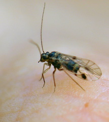 Blaste quadrimaculata