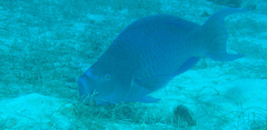 Scarus coeruleus