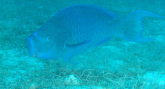 Scarus coeruleus