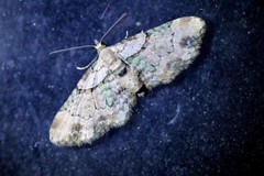 Chloroclystis sphragitis