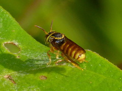 Hypanthidioides panamensis
