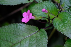 Chrysothemis melittifolia