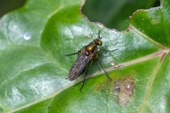 Poecilobothrus nobilitatus