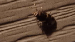 Oegoconia novimundi