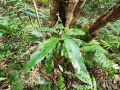 Litsea acuminata