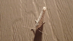 Yponomeuta multipunctella