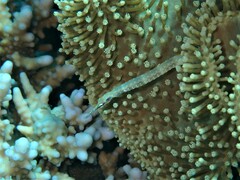 Corythoichthys schultzi