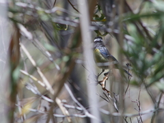 Cyanistes teneriffae degener