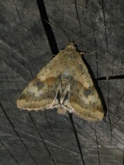 Heliothis adaucta