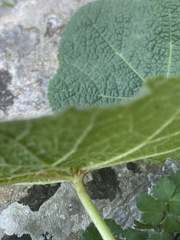 Alcea