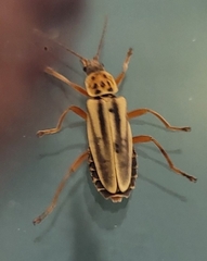 Chauliognathus scriptus