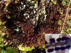 Frullania teneriffae