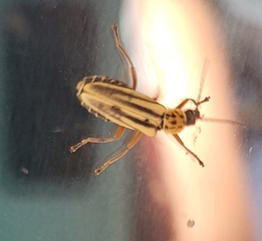 Chauliognathus scriptus