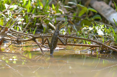 Basiliscus galeritus