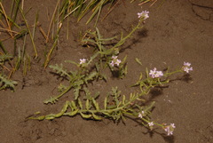Cakile maritima maritima