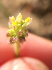 Polygala nuttallii