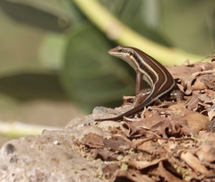 Trachylepis quinquetaeniata