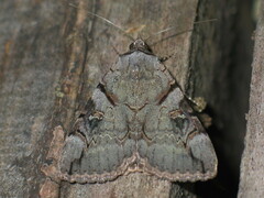 Catocala hymenaea