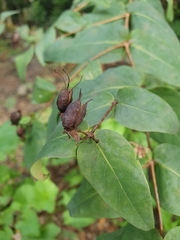 Hypericum grandifolium