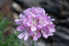 Armeria maritima