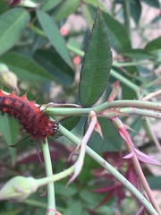 Emesis mandana