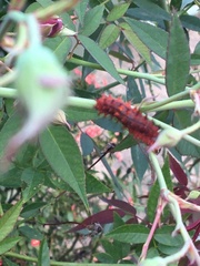 Emesis mandana