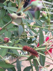 Emesis mandana