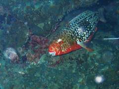 Scarus rubroviolaceus