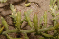 Cakile maritima maritima