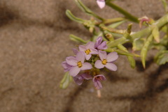 Cakile maritima maritima