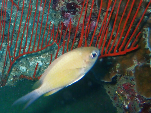 Green chromis (Chromis cinerascens) — Pomacentridae — 4