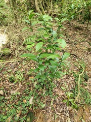 Maesa japonica