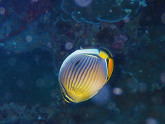 Chaetodon trifasciatus